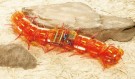 CENTIPEDE ROBOT (CLEAR ORANGE) thumbnail